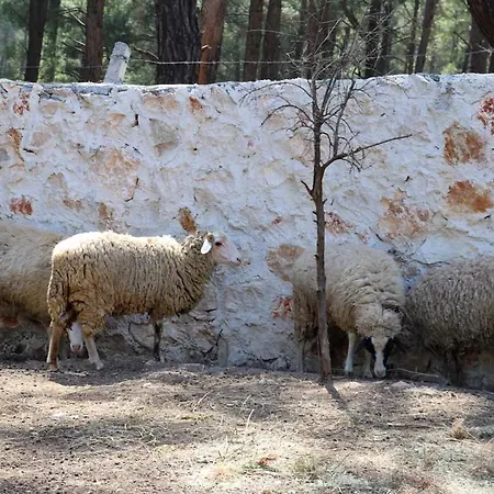 Benimkoy Bungalov Letoon 2 Villa *